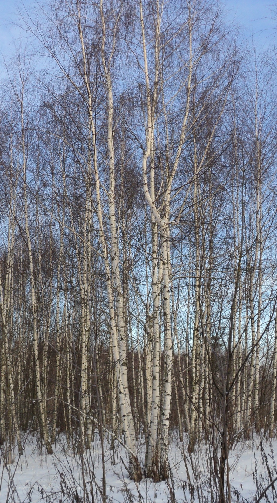 bouleaux